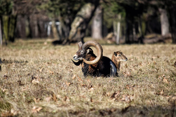 Beautiful Mouflon Male Late Winter Resting Lying on Grass Ovis aries musimon Stock Photo