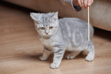 Small kitten teased with wooden stick at home.