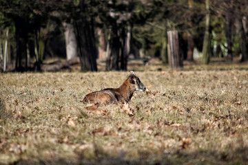 Beautiful Mouflon Male Late Winter Resting Lying on Grass Ovis aries musimon Stock Photo