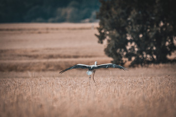 Storch Getreide Feld