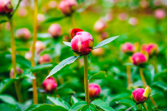 Colorful peony buds with gentle background. Springtime photo with soft focus flowers. Beautiful garden view for nature calendar, print, poster, web. Gardening, growth. Blur, tender bokeh effect
