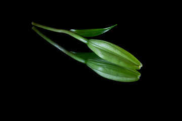 Obraz premium lily bud 