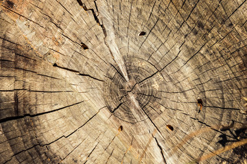 Cut Tree Stump Background