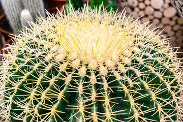 Large green prickly cactus for trendy loft-style interior.