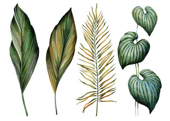 Set of tropical leaves. Watercolor.