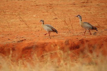 Two egyptian geese in Kenya