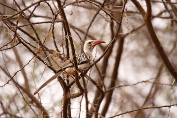 Red-billed Hornbill in a scrub in Kenya