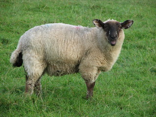 Sheep Baa