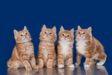 Fototapeta na wymiar four kittens kurilian bobtail on a blue background
