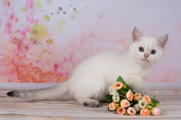 white kitten on a bright background with flowers