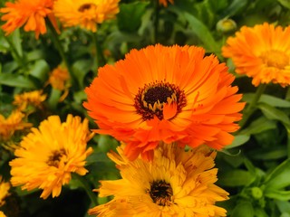 Beautiful Nature Click 