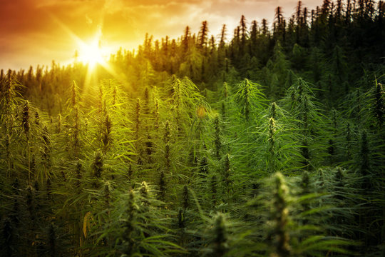Sunset Cannabis Field. Marijuana Plants.