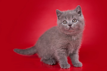 British kitten on red background