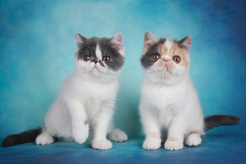 exotic kittens play on a blue background