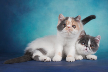 Fototapeta na wymiar exotic kittens play on a blue background
