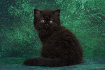 black fluffy kitten on a green background
