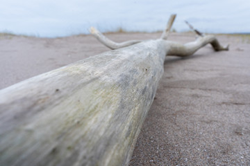 dead tree on the beach