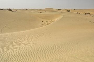 Fototapeta na wymiar Shifting sand dunes-nitre bushes-Takla Makan Desert. Hotan prefecture-Xinjiang Uyghur region-China-0004