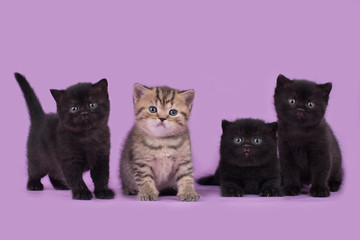 kittens on a purple background