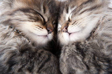 cute sleeping kitty