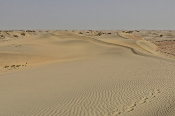 Shifting sand dunes-nitre bushes-Takla Makan Desert. Hotan prefecture-Xinjiang Uyghur region-China-0008