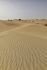 Shifting sand dunes-nitre bushes-Takla Makan Desert. Hotan prefecture-Xinjiang Uyghur region-China-0009