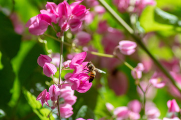 Fototapeta na wymiar Little pink flowers