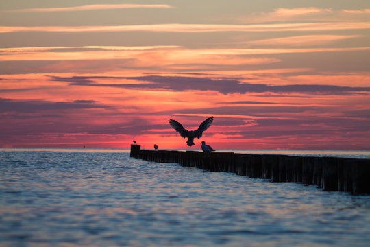 Landender Vogel