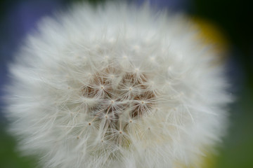 Close up of a fruit of dandelion on a blurred green, blue and yellow colored background 