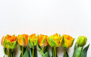Beautiful orange tulips on white backdrop. Perfect for background greeting card