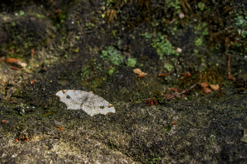 Obraz premium Falter im Wald