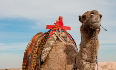 Camel with a bright saddle