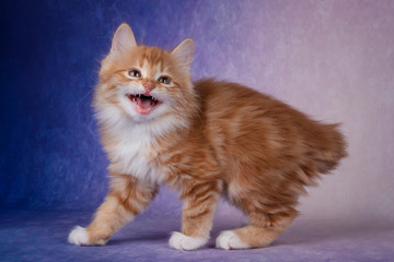 Kurilian bobtail kitten on a purple background