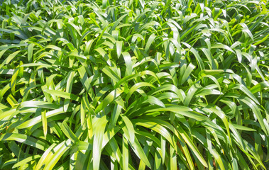 Closeup nature view of green leaf in garden. 