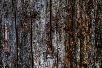 Obraz premium Wood pattern