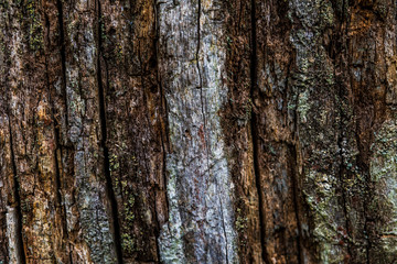Wood pattern