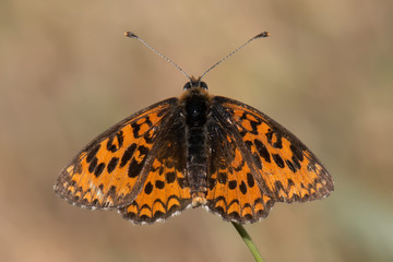 butterfly on white background