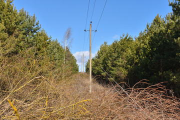Cut down a strip in the forest for a power line