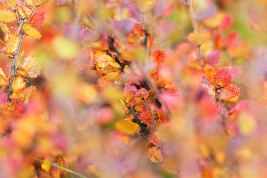 Polarbirke (Betula nana) im Herbstkleid, Island