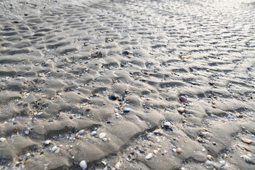 sand texture on the beach with a thin layer of water and a few shells