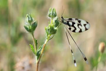 butterfly on flower