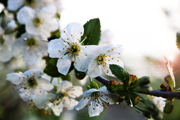 Obraz premium Flowering trees in spring on a light background, beautiful garden and good harvest in summer