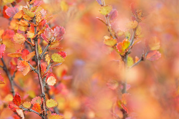 Polarbirke (Betula nana) im Herbstkleid, Island