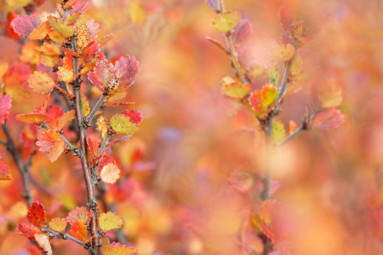 Polarbirke (Betula nana) im Herbstkleid, Island