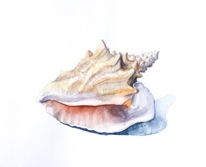 Hand drawn watercolor sea shell isolated on white background