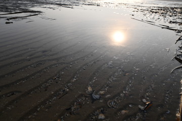 sand texture on the beach with a thin layer of water and a few seashells and reflection of the sun