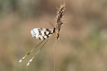 butterfly on grass