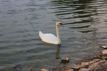 white swan in the lake
