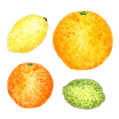 Grapefruit, orange, lemon and lime clipart set. Hand drawn watercolor illustration, cartoon style, isolated on white.