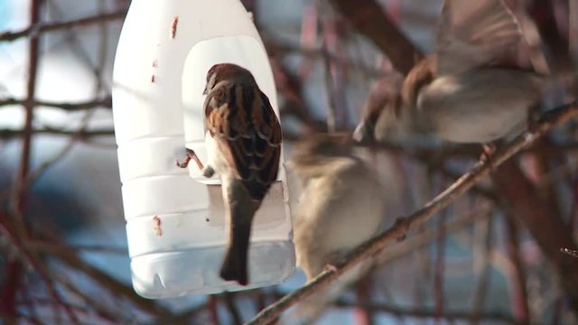 city sparrows eat in a feeding trough on a tree in the spring close-up